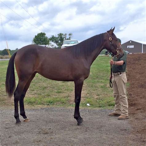 goshen yearling sale|goshen horse sale.